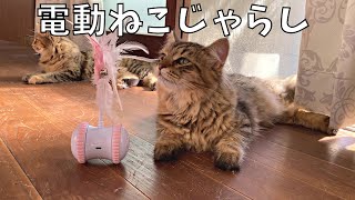 【おもちゃ】電動猫じゃらしを見た猫たちの反応がこちら！【サイベリアン・ノルウェージャンフォレストキャット・多頭飼い】