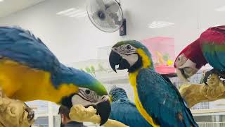 Macaw Parrot @ Dadu’s