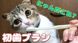 歯ブラシが大好きな子猫【スコティッシュフォールド】【Scottish Fold】