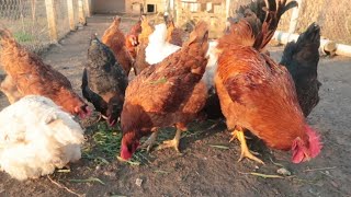 [ENG] Ce conditii trebuie sa le oferim gainilor iarna. How to take care of chickens in the winter