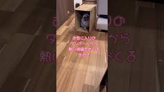 視線を感じる...#パグ #愛犬 #犬 #いぬとの暮らし #ショート #short