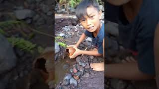 Merinding ! CUKUP BATOK KELAPA DAPAT CHANNA LIMBATA ! - IKAN CHANNA #shorts #channa #limbata #viral