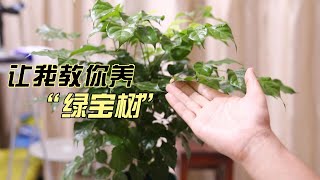 绿宝树怎么养？园艺师教你，绿宝树的详细养护技巧