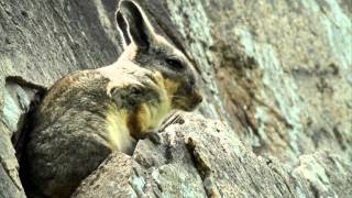 Southern Viscacha - Lomas de Lucumo, Lima, Peru