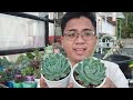 my top 10 frilly echeverias unique u0026 wavy leaf succulents caretips