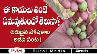 WOW! Most Amazing Fruits | Nallamala Jaji | Rich fruits at up the hill | Rural Media