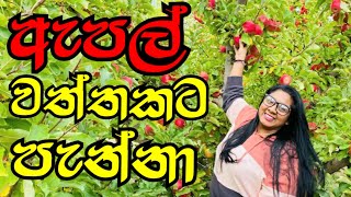 ඇපල් වත්තකට පැන්නා | Apple Picking Australia | Adelaide | Seroo Creations