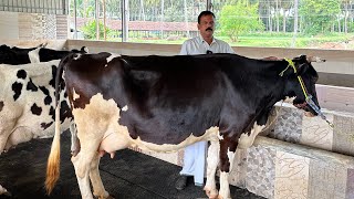 മാസം 200 ൽ അധികം പശുക്കളെ വിൽക്കുന്ന ബ്രോക്കർ Cow farm Tamilnadu