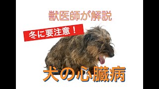 冬の夜に要注意‼️犬の心臓病を獣医師が６分で解説します