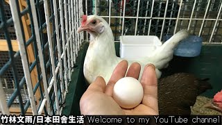 鶏ちゃん達が初めての卵を産んでくれました❣️嬉しかった！「日・中字幕」