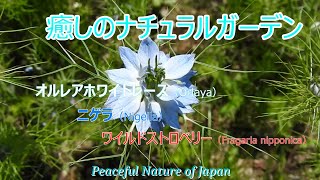 癒しのナチュラルガーデン　オルレア、ニゲラ、ワイルドストロベリー