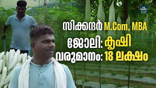 വിളയുന്നത് ലക്ഷം കിലോ പച്ചക്കറി, 18 ലക്ഷം വരുമാനം | Sikander | Vegetable Farming | Palakkad