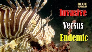 Invasive Versus Endemic  | BLUE WORLD ACADEMY