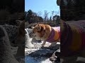 氷の上を歩くコーギー a corgi is carefully walking on the thin ice corgi コーギー サクラ