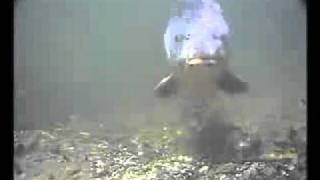 70lb carp underwater cam