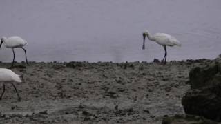 採餌中のクロツラヘラサギ達(沖縄)