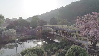 足利市プロモーション動画「ありのままの足利を。」（春夏編）