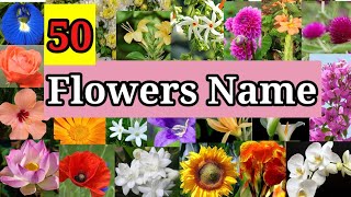 Flowers Name in English | 50 Flowers Name