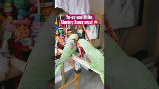 Parrot Xmas #parrotvideos #parrot #alexanderparrot #bird #alexenderparrot #funny