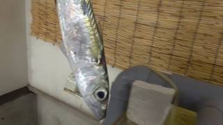 サビキで釣ってきた魚は水槽の魚のエサにしています。　海水魚飼育捕食映像　和歌山釣太郎