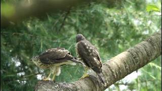 ツミ幼鳥