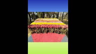 Flower Exhibition #shorts #flowers