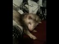 a very tired ferret