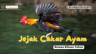 PERAN AYAM SEJAK RIBUAN TAHUN LAMANYA!