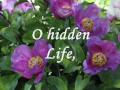 O Hidden Life