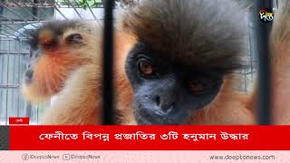 ফেনীতে বিপন্ন প্রজাতির ৩টি হনুমান উদ্ধার | District News | Deepto News