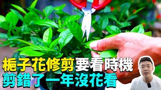 梔子花修剪，開完花在這個位置剪三刀，來年爆盆不止不斷復花|禪藝綠植工作室