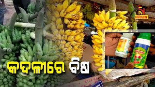 Dangerous Ripening Chemicals Are Added To Bananas For Rapid Decomposition | NandighoshaTV