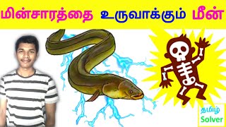 Electric fish மின்சாரத்தை உருவாக்கும் மீன் Electric Eel TAMIL SOLVER