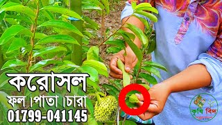 করোসল গাছে ফুল। কৃষিবিদ নার্সারীর করোসল বাগান। চারা, পাতা, ফল স্বল্প মূল্যে। কৃষিবিদ নার্সারী