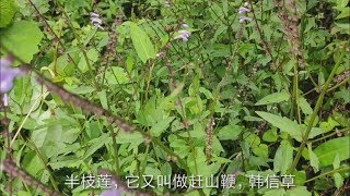 在潮濕的水田邊，生長著一種植物叫“半枝蓮”，具有很高的藥用價格，你們見過嗎