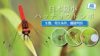 【㊺日本最小 一円玉ほどのトンボ】生息環境からみつめるハッチョウトンボ　     @ZOOTIMEch