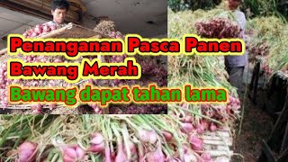 Penanganan Pasca Panen Bawang Merah || Studi Tiru