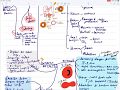 BIOLOGI BAB 1(BAHAGIAN 1) -SISTEM PEREDARAN DARAH MANUSIA(SPM TINGKATAN 5)