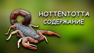 Скорпион Hottentotta - стоит ли заводить новичку? Сила ЯДА | Размножение