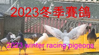 2023冬季賽鴿上櫥2023 winter racing pigeons on the cabinet