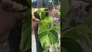 Healthy Manjula pothos🌱money plants #moneyplant #pothosvarieties #indoorplants #plants #green #views