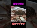 ズワイガニの背中の虫の正体・・・ shorts