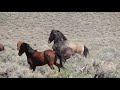 Hold On - Wild Horse Music Video
