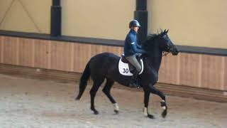 Juliyade VDW (Davino x Fruhling) EPTM underSaddle 1 (23Feb2018-1)