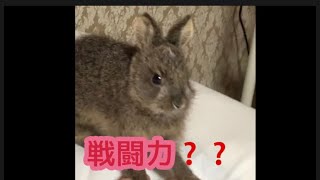 野うさぎ赤ちゃん　攻撃力上がる（笑）