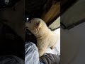 polar bear cub meets human in alaska rare heartwarming encounter polarbear cuteanimal animals