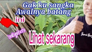 Tanaman indigofera dari batang semua