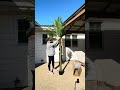 Artificial Palm Tree 8.4ft Tall Sponsored REVIEW