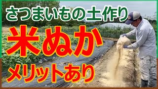 米ぬかを使ったさつまいもの土作り　#家庭菜園