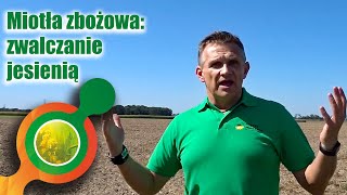 Miotła zbożowa- zacznij zwalczanie już jesienią!